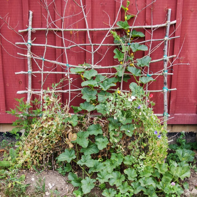 trellis with cantaloupe Aug 3 2018
