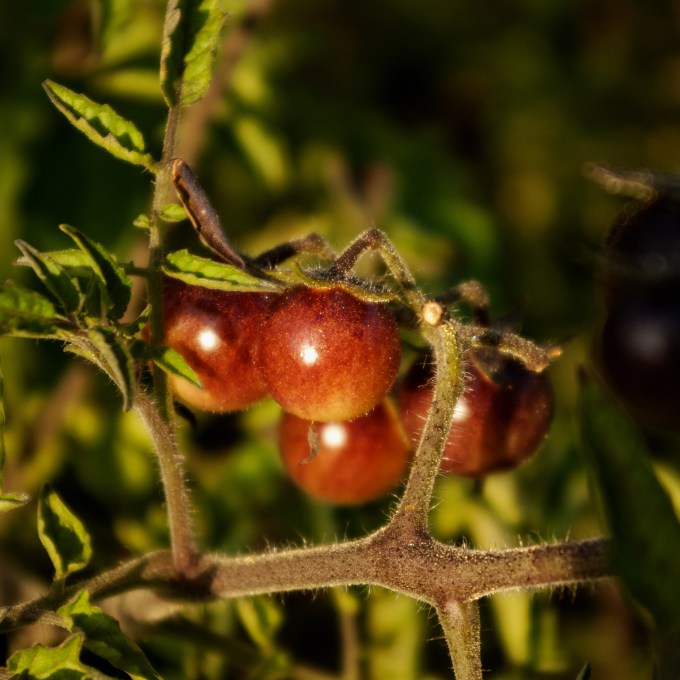 Amythyst Jewel cherry tomatoes ripe