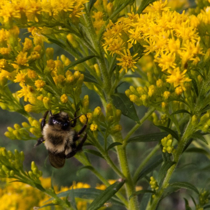bee on Goldenrod Sept 1 2018