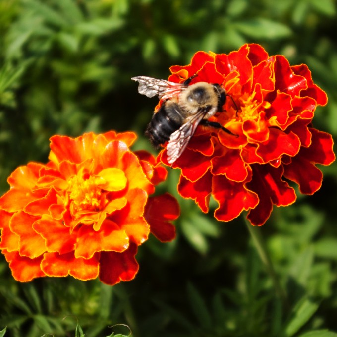 Bee on Marigold Aug 26 2018