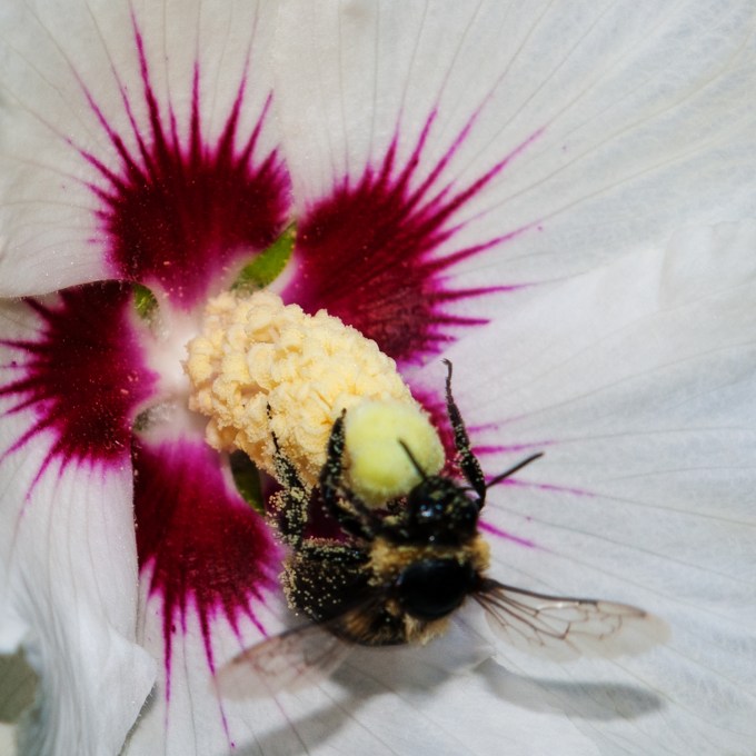 Bee on Rose of Sharon Sept 1 2018