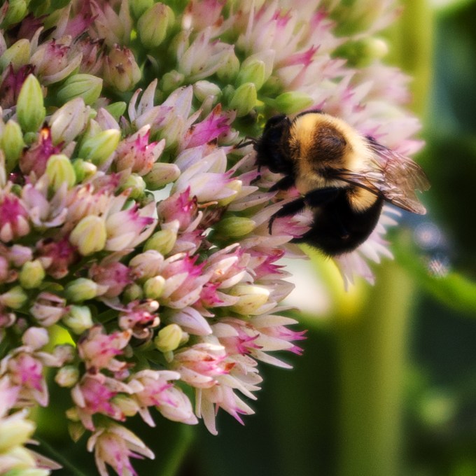 Bee on Sedum Aug 26 2018