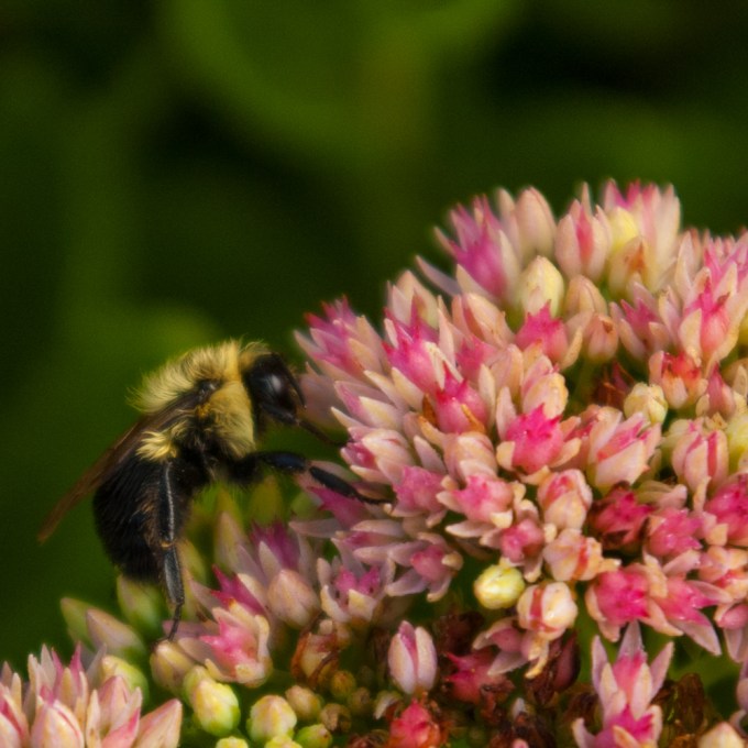 bee on Sedum Sept 14 2018 sm