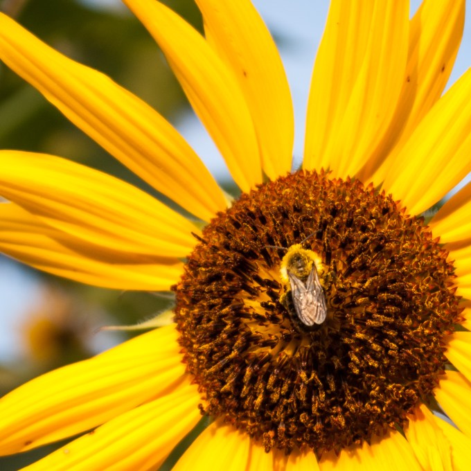 bee on sunflower Sept 1 2018