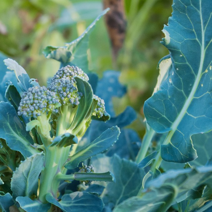 Broccolli Sept 28 2018