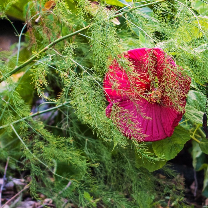 Hibiscus behind asparagus Sept 1 2018