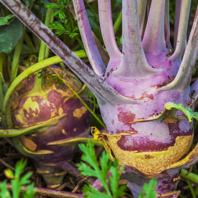 Kohlrabi