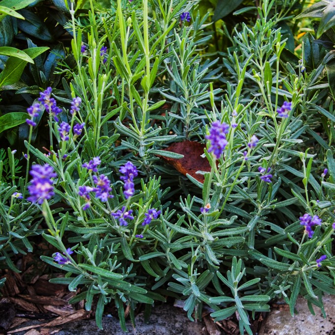 late Lavender Sept 1 2018