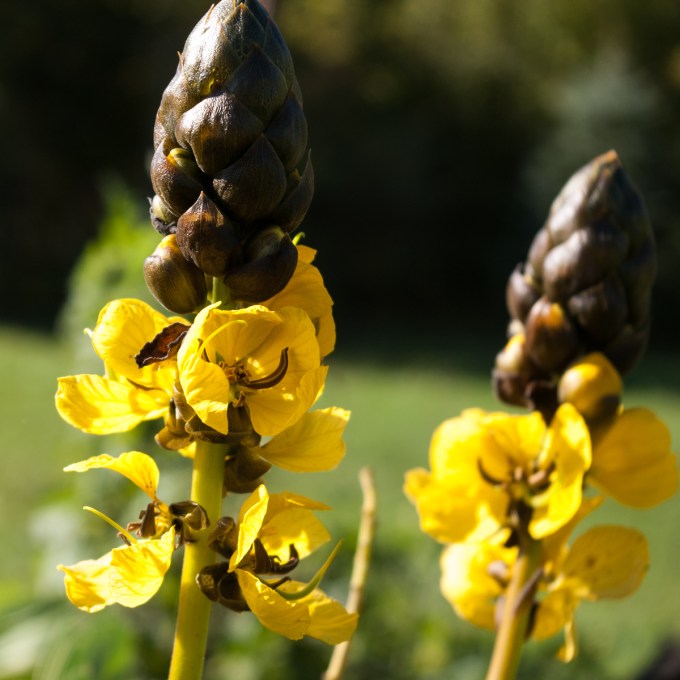 Popcorn Plant flower Sept 28 2018