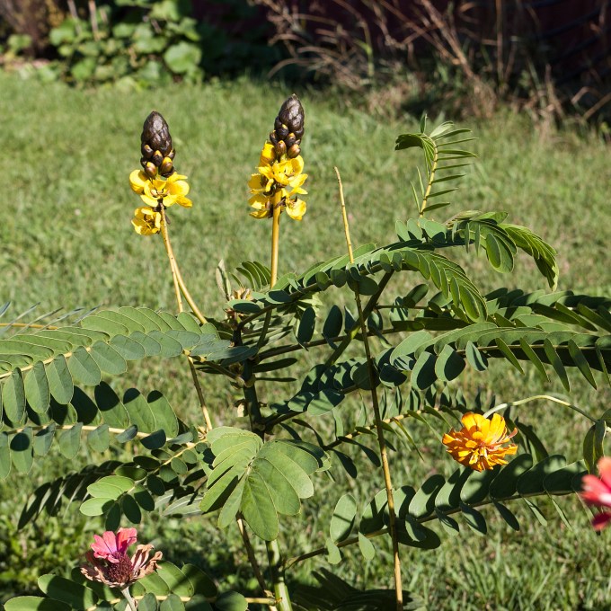 Popcorn Plant Sept 28 2018
