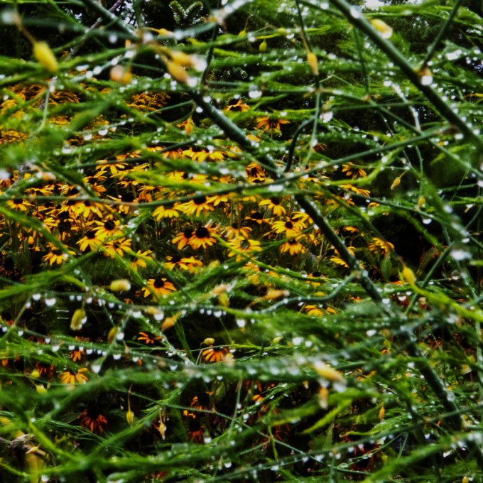 Rudbeckia and Asparagus Sept 11 2018 a