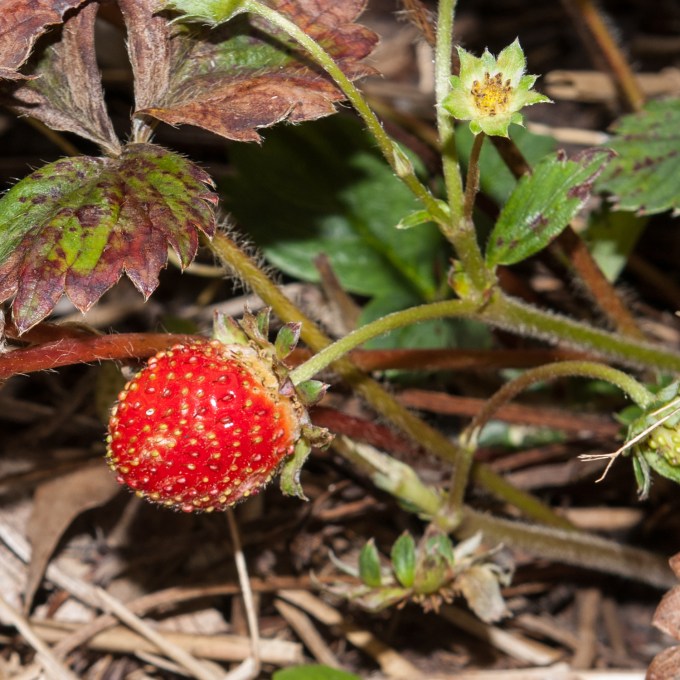 Strawberry Sept 1 2018