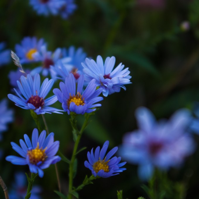 Symphyotrichum oolentangiense Sept 22 2018sm
