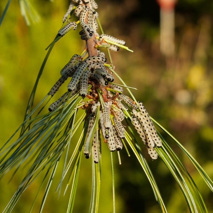 White Pine Sawfly - Neopidrion pinetum - Sept 28 2018 sm