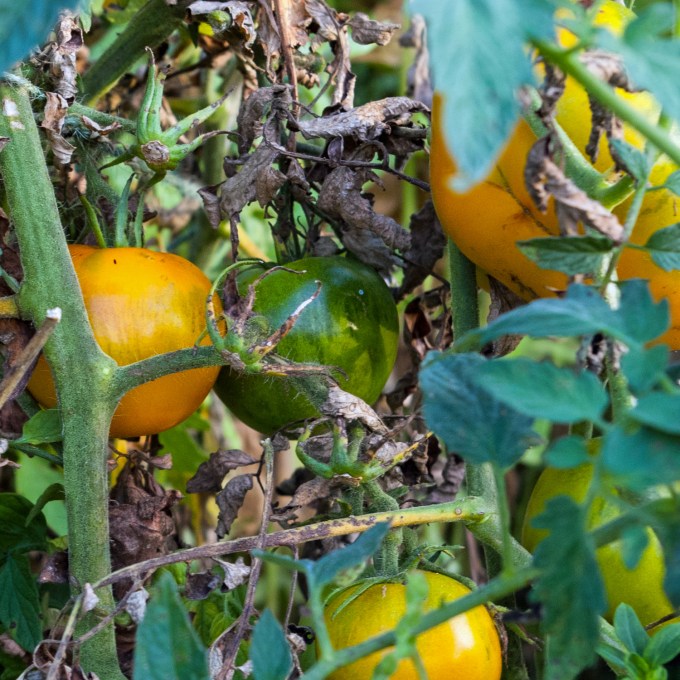 yellow tomato Sept 7 2018 b