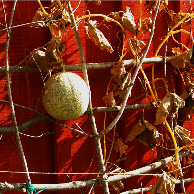 Cantelope October 11 2018