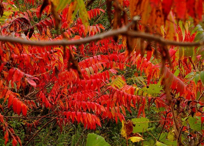 Sumac tree October 11 2018