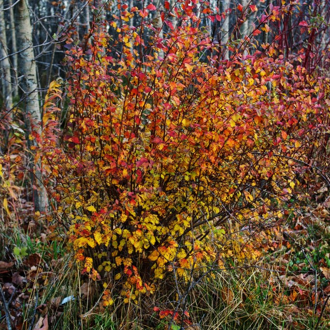 Bridlewreath Spirea Nov 10 2018