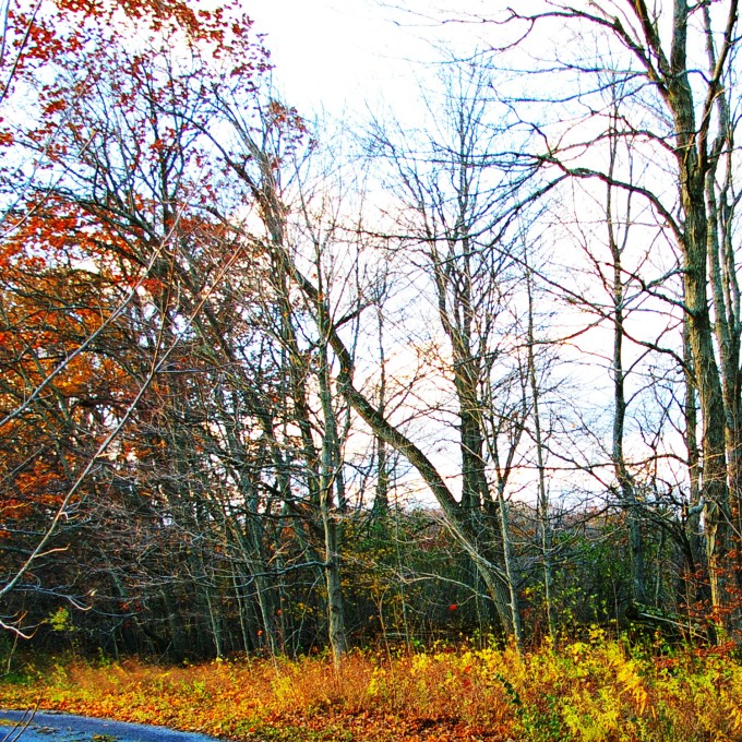 leaning tree Nov 10 2018