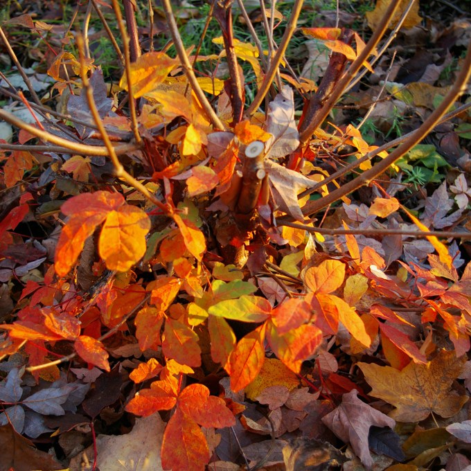 Paperbark Maple Nov 10 2018