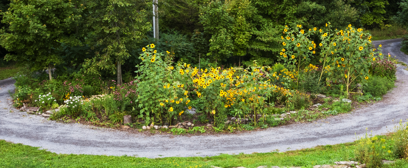The Island Garden, August 26 2018, view from the roof, sunflowers in full bloom