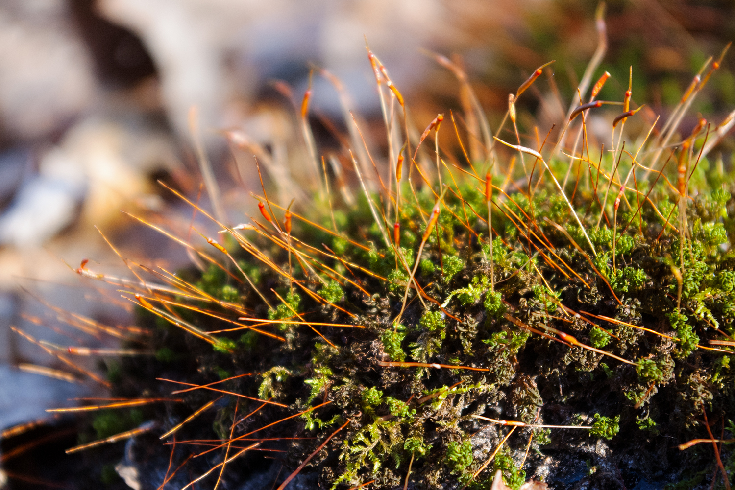 Moss at Frink Conservation Area
