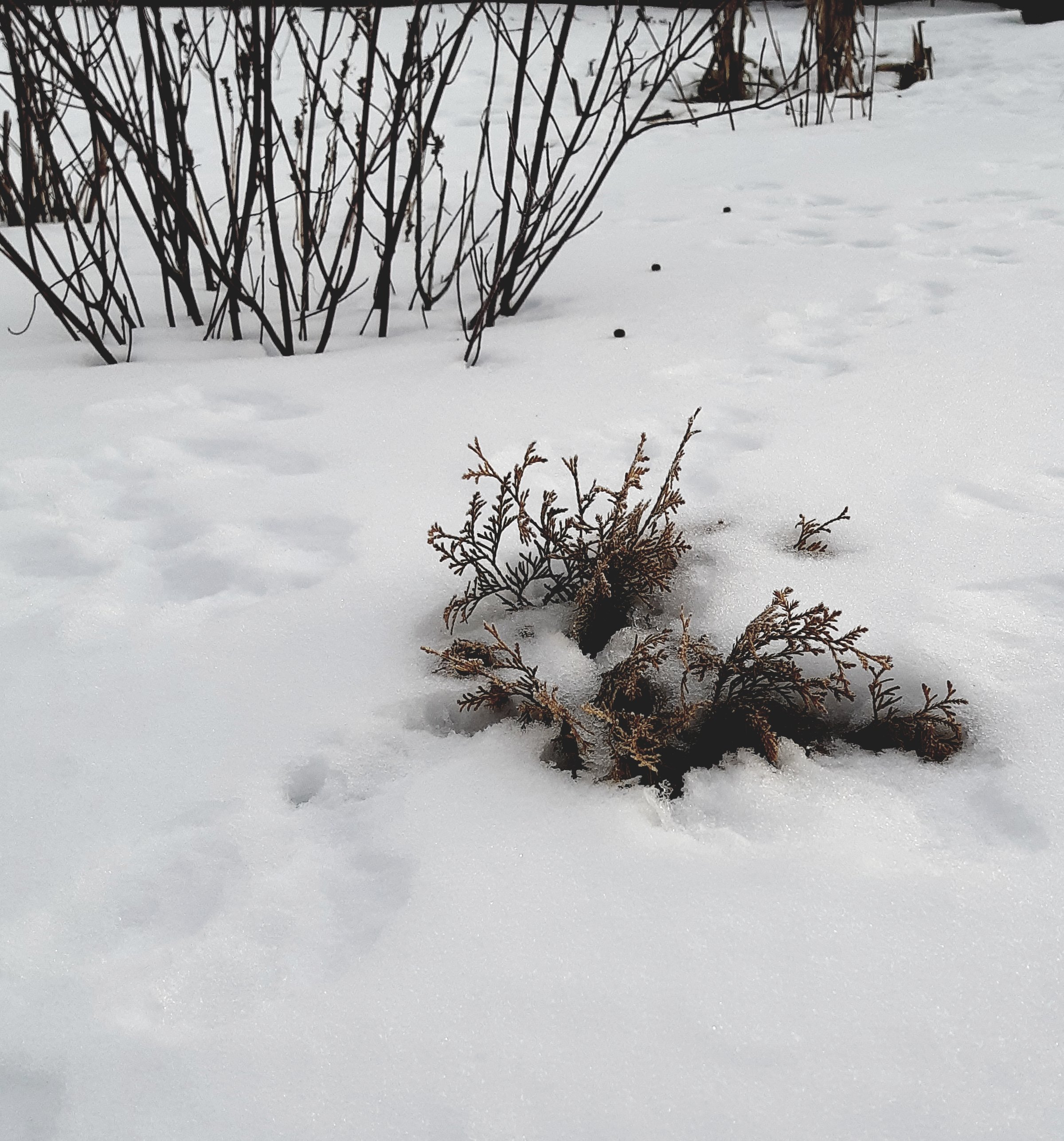 Small cedar in the snow with yellow tinged foliage