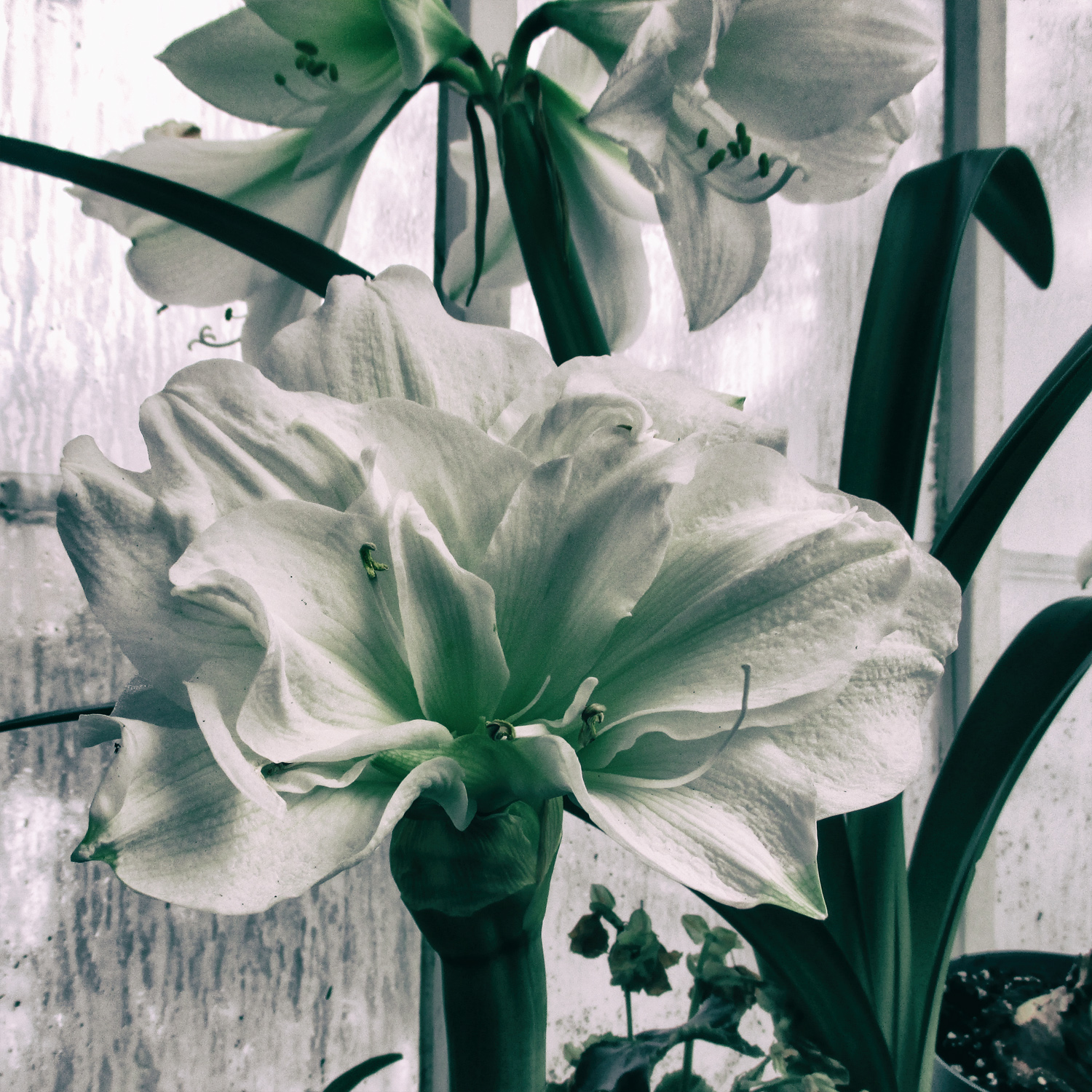 close-up -- black and white photo double white Amaryllis in bloom