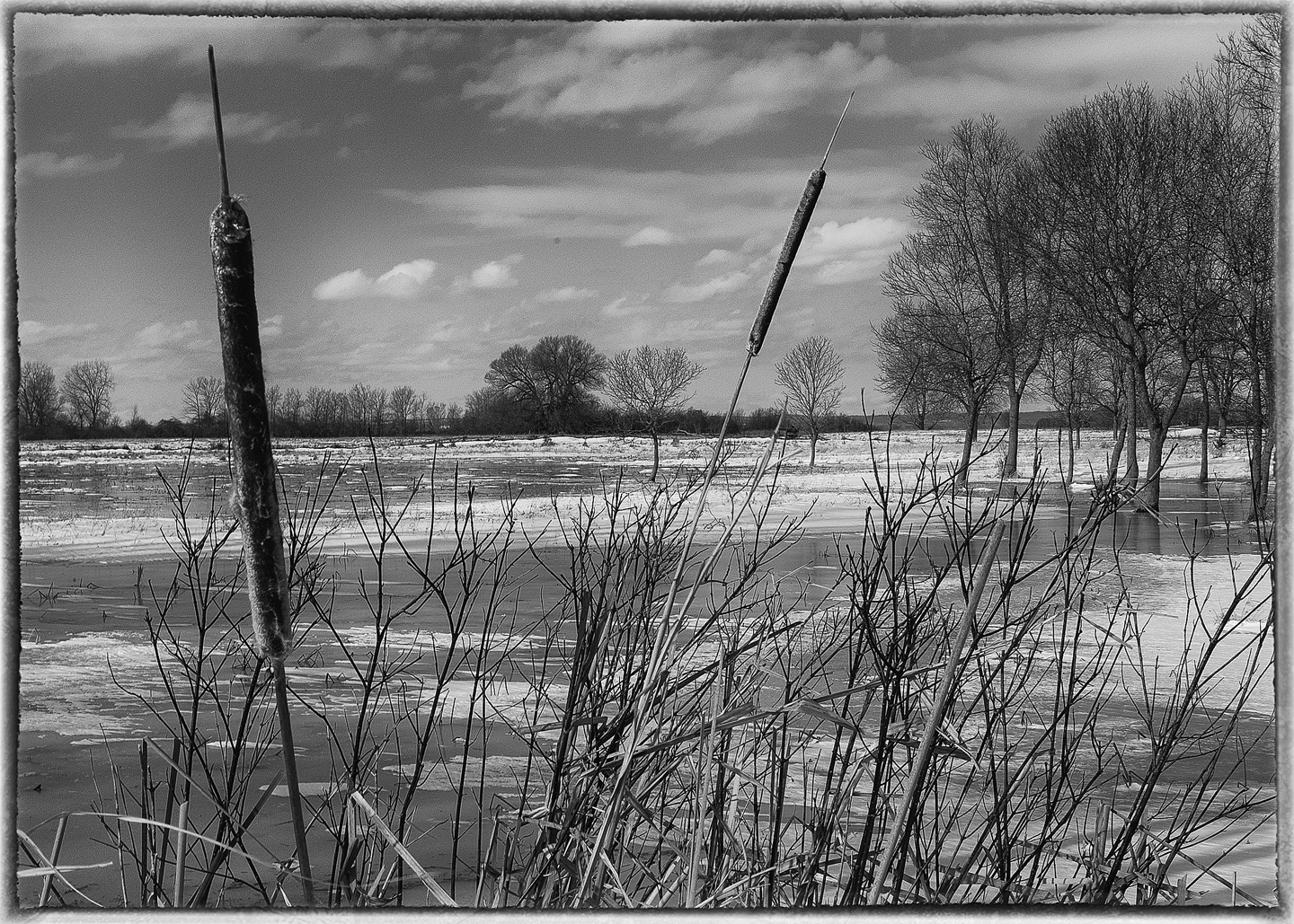 black and white photo of two cattails in the foreground, flooded field behind them trees in the distance