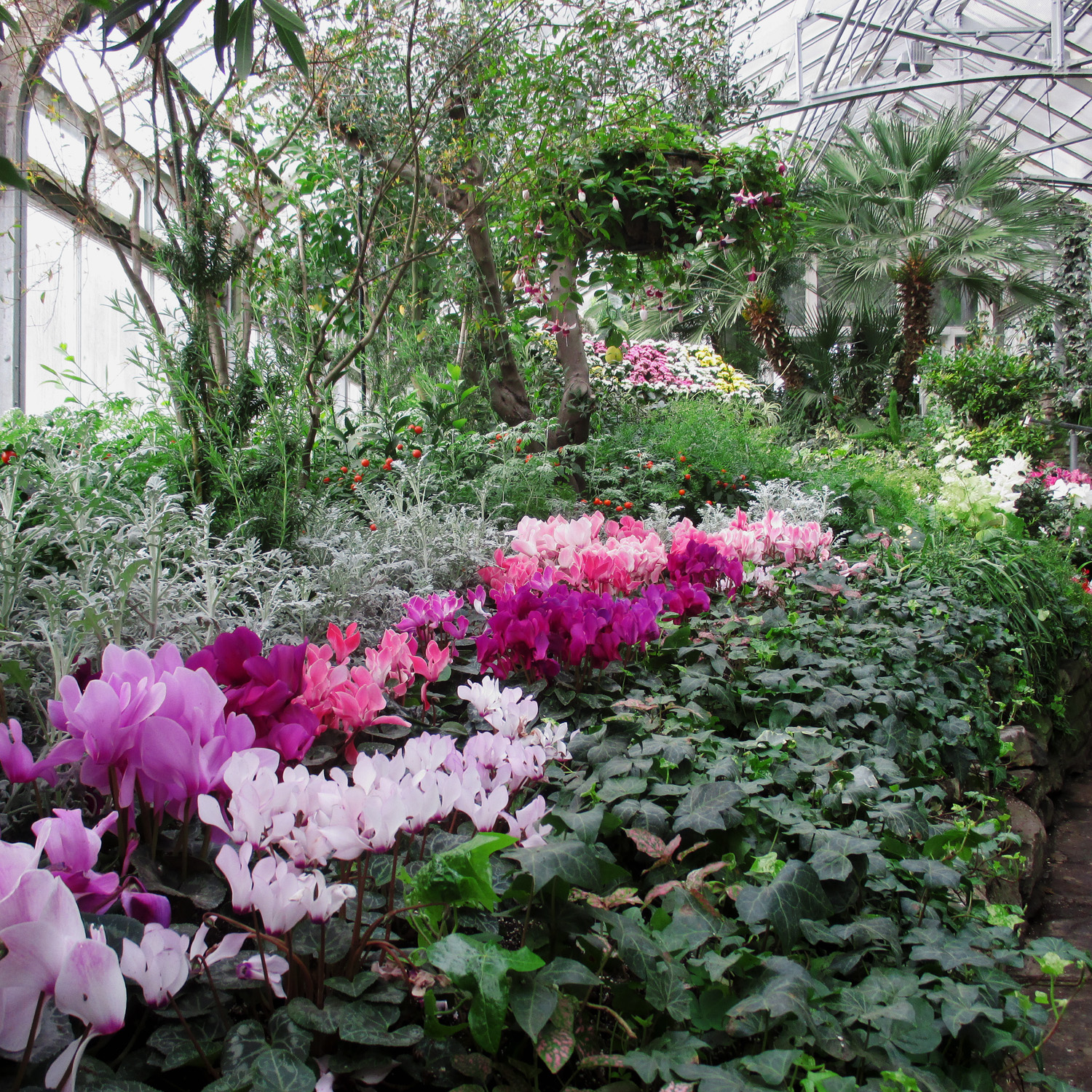row of white, pink and purple Cyclamen in bloom