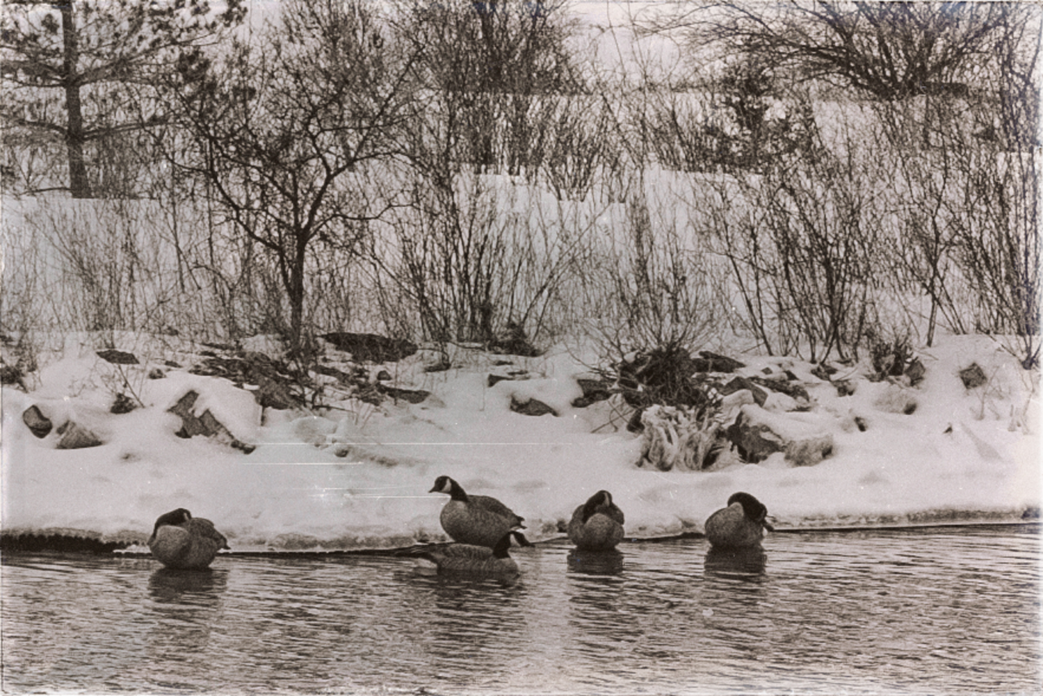 Five Canada geese swimming in Wellington channel.
