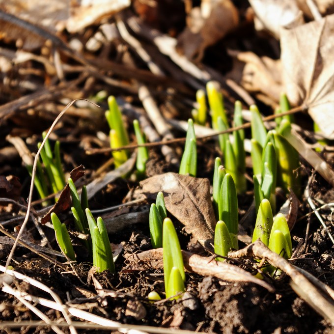 closeuo iof daffodil leaves emerging from the ground