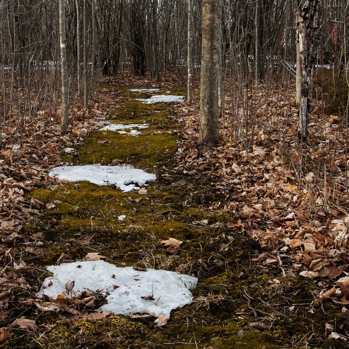 A path through the woods, covered in bright green moss, with patches of snow along the way.