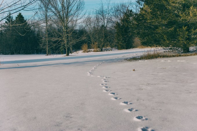 A scenic shot of my front yard - a large snow covered field, with animal tracks in the snow.  A sunny shot with blue sky.