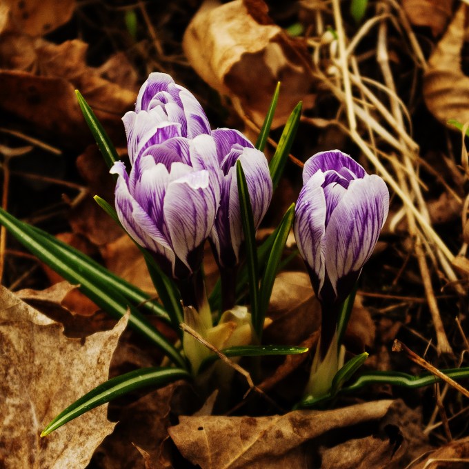 Purple striped Crocus