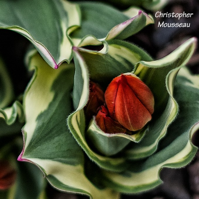 Red tulip emerging from variegated foliage