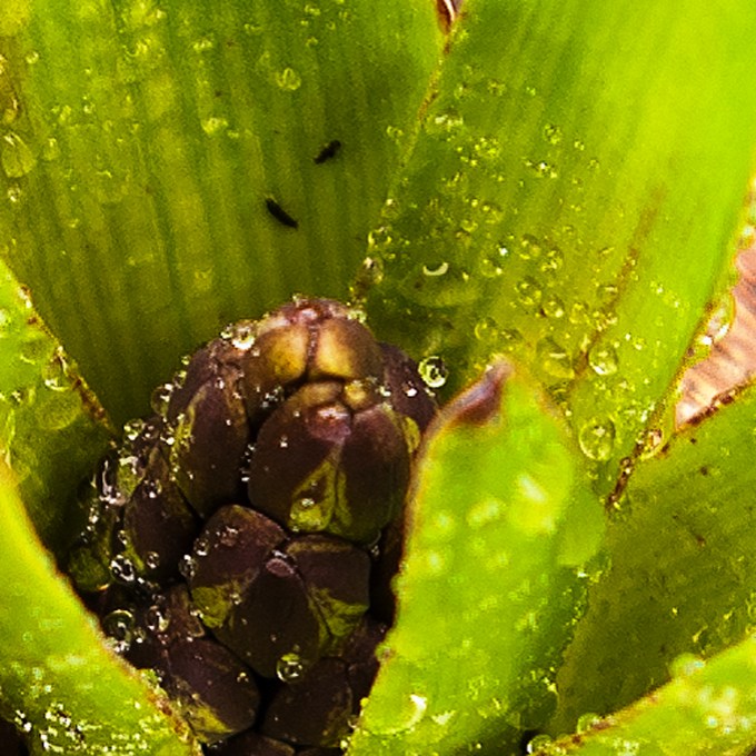 A close up shot of the flower bud of a large purple Hyacinth emerging from the ground