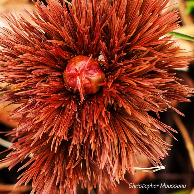 frilly redish eerging foliage of Fernleaf Peony
