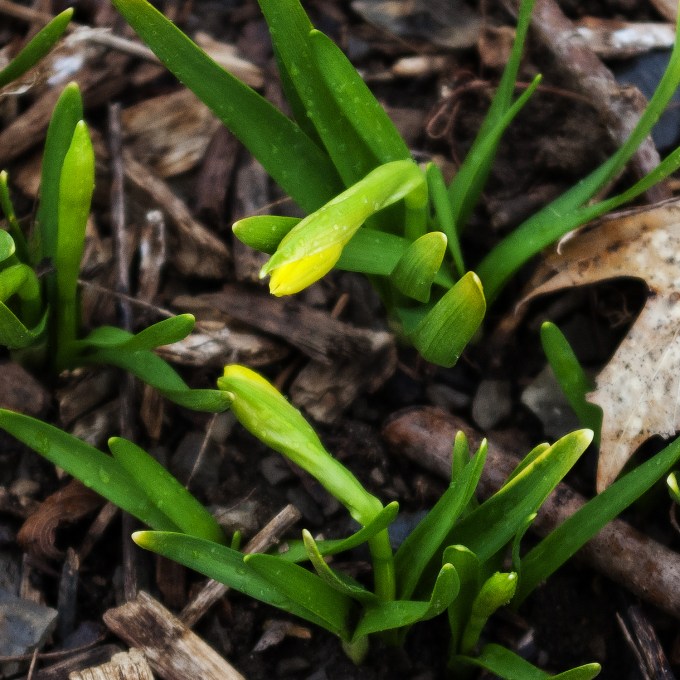 Mini daffodills about to bloom.