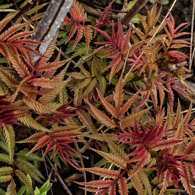 Early spring foliage - redish mainly - of the False Spirea shrub
