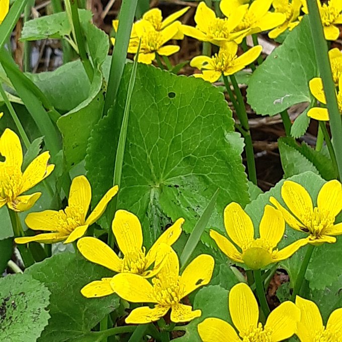 Closeup of the marsh marigold flower - bright yellow, like a large buttercup.