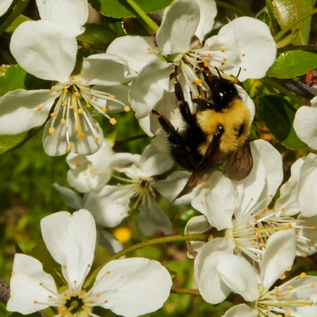 close up shot of a bumble bee on a white cherry blossom