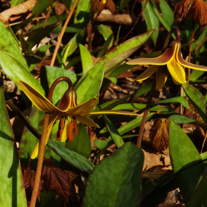 two yellow trout lily