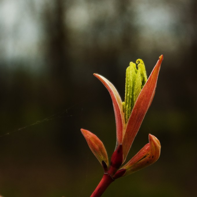 emerging leaves - Pennsylvania Maple, Acer pensylvanicum, aka Moose Maple