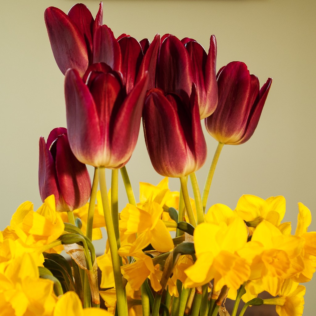 Same vase of flowers, a few days after cutting