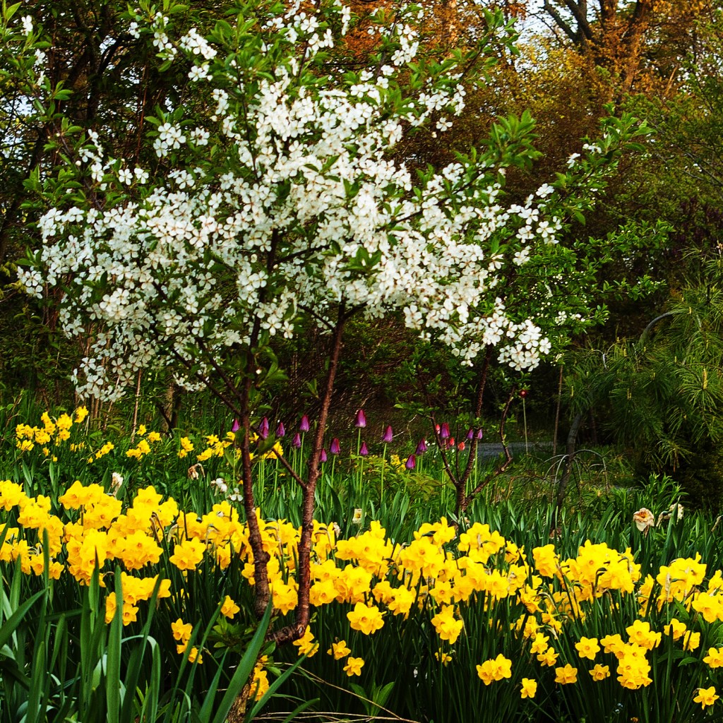 image of the sour cherry tree awash in white blossoms, with yellow daffodils blooming below
