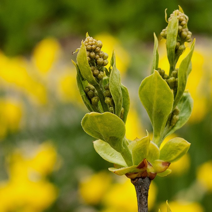 emerging flower buds of a white lilac