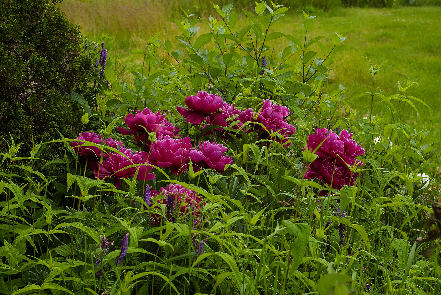 Purple Peonies in full bloom