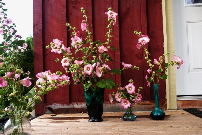 Pink hollyhocks for this week's vase.