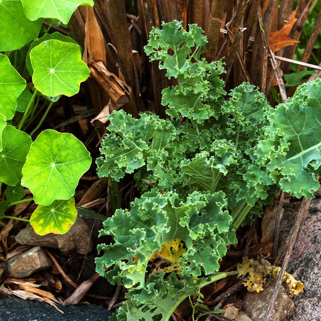 green kale